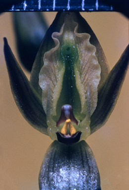 APII jpeg image of Prasophyllum elatum  © contact APII