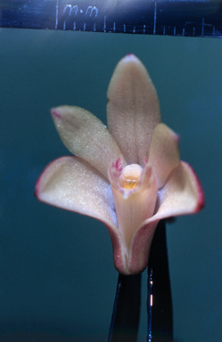 APII jpeg image of Dendrobium kingianum  © contact APII