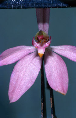 APII jpeg image of Caladenia carnea  © contact APII