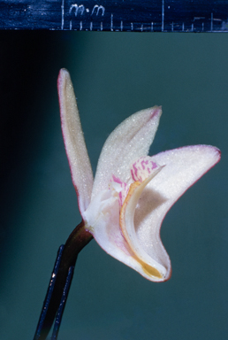 APII jpeg image of Dendrobium kingianum  © contact APII