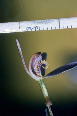 APII jpeg image of Cyanicula caerulea  © contact APII