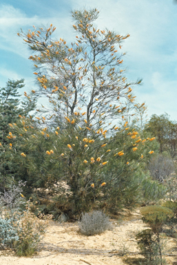 APII jpeg image of Grevillea excelsior  © contact APII