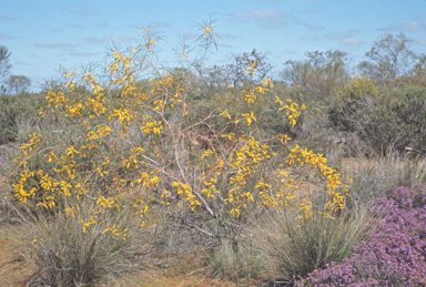 APII jpeg image of Acacia lasiocalyx  © contact APII