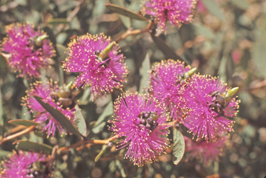 APII jpeg image of Melaleuca conothamnoides  © contact APII