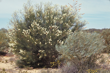 APII jpeg image of Grevillea pterosperma  © contact APII