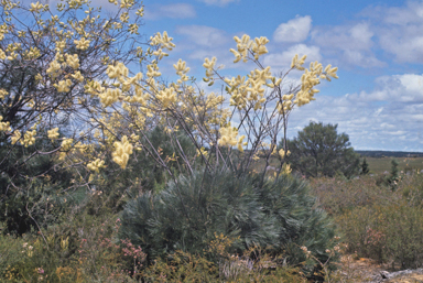 APII jpeg image of Grevillea leucopteris  © contact APII