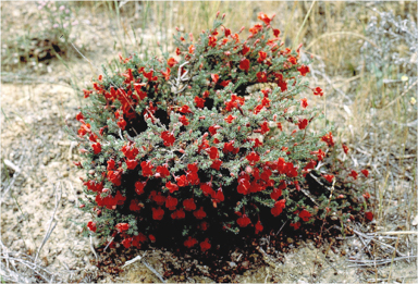 APII jpeg image of Lechenaultia formosa  © contact APII