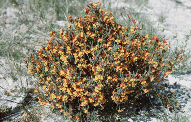 APII jpeg image of Lechenaultia formosa  © contact APII