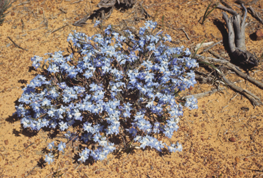 APII jpeg image of Lechenaultia biloba  © contact APII