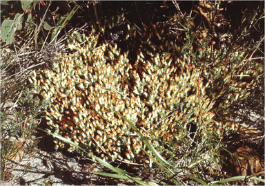 APII jpeg image of Lechenaultia tubiflora  © contact APII