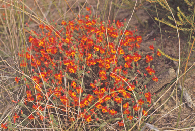 APII jpeg image of Lechenaultia formosa  © contact APII