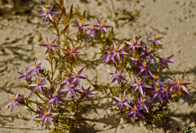 APII jpeg image of Calectasia grandiflora  © contact APII