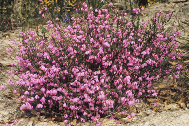 APII jpeg image of Tetratheca viminea  © contact APII