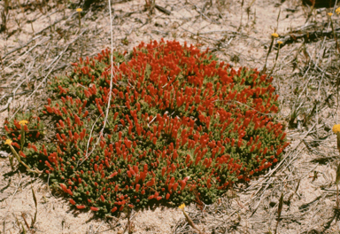 APII jpeg image of Lechenaultia tubiflora  © contact APII