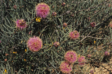 APII jpeg image of Melaleuca nematophylla  © contact APII