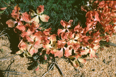 APII jpeg image of Lechenaultia macrantha  © contact APII