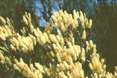 APII jpeg image of Grevillea integrifolia subsp. biformis  © contact APII