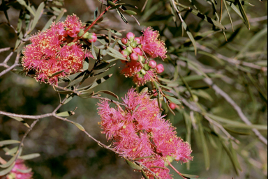 APII jpeg image of Melaleuca fulgens subsp. fulgens  © contact APII