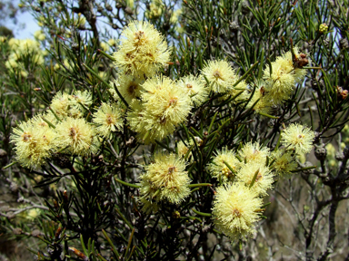 APII jpeg image of Melaleuca hamata  © contact APII