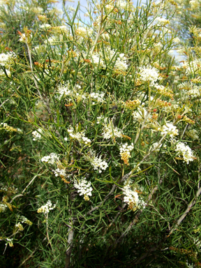 APII jpeg image of Grevillea  © contact APII