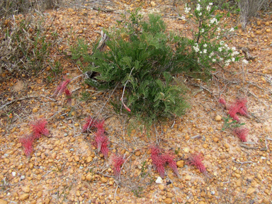 APII jpeg image of Grevillea dryandroides  © contact APII