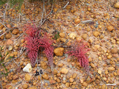 APII jpeg image of Grevillea dryandroides  © contact APII