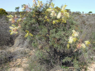 APII jpeg image of Grevillea annulifera  © contact APII