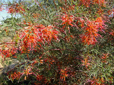 APII jpeg image of Grevillea dielsiana  © contact APII