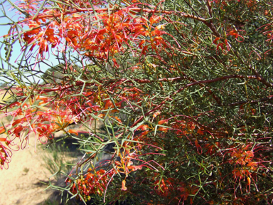 APII jpeg image of Grevillea dielsiana  © contact APII