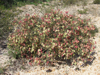 APII jpeg image of Lechenaultia linarioides  © contact APII