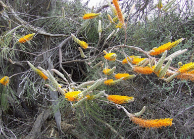 APII jpeg image of Grevillea eriostachya  © contact APII