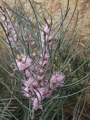 APII jpeg image of Hakea rigida  © contact APII