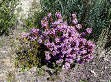 APII jpeg image of Calytrix eneabbensis  © contact APII