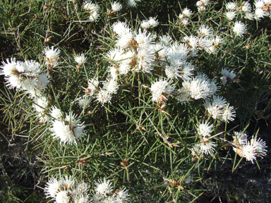 APII jpeg image of Hakea gilbertii  © contact APII