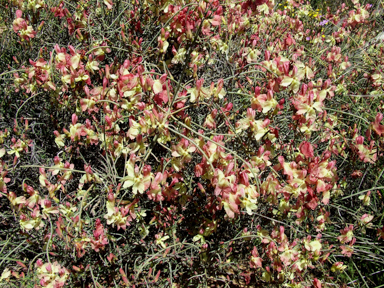 APII jpeg image of Lechenaultia linarioides  © contact APII