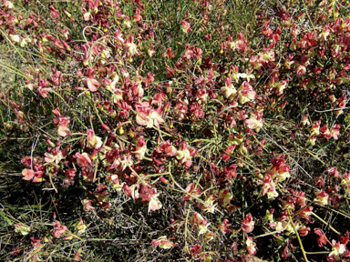 APII jpeg image of Lechenaultia linarioides  © contact APII