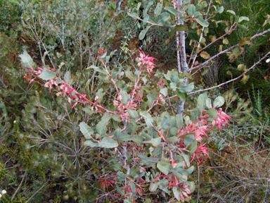 APII jpeg image of Grevillea insignis subsp. insignis  © contact APII