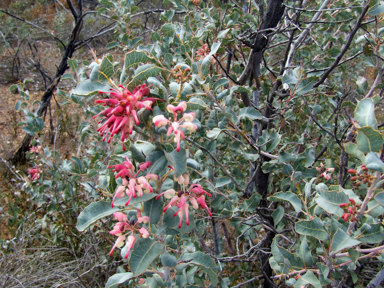 APII jpeg image of Grevillea insignis subsp. insignis  © contact APII