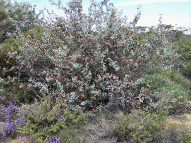 APII jpeg image of Grevillea insignis subsp. insignis  © contact APII