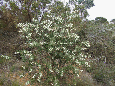 APII jpeg image of Hakea ferruginea  © contact APII