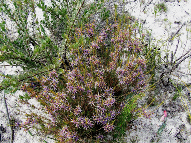 APII jpeg image of Calectasia grandiflora  © contact APII