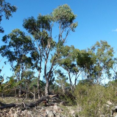 APII jpeg image of Eucalyptus cypellocarpa  © contact APII