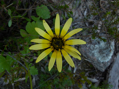 APII jpeg image of Arctotheca calendula  © contact APII