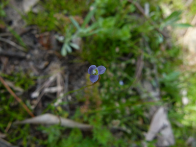 APII jpeg image of Wahlenbergia gracilenta  © contact APII