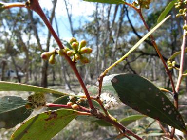 APII jpeg image of Eucalyptus pauciflora  © contact APII