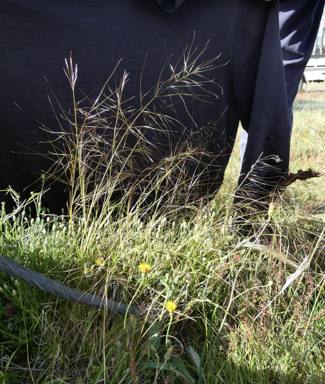 APII jpeg image of Austrostipa scabra  © contact APII