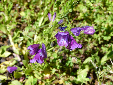 APII jpeg image of Echium plantagineum  © contact APII