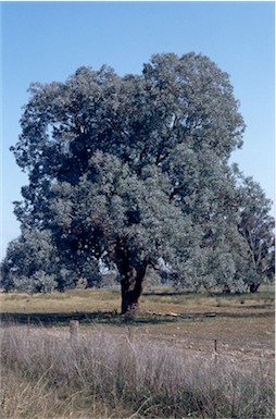 APII jpeg image of Eucalyptus  polyanthemos  © contact APII