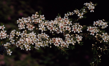 APII jpeg image of Baeckea linifolia  © contact APII