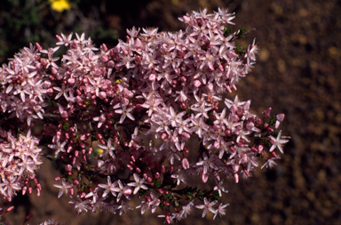 APII jpeg image of Calytrix tetragona  © contact APII